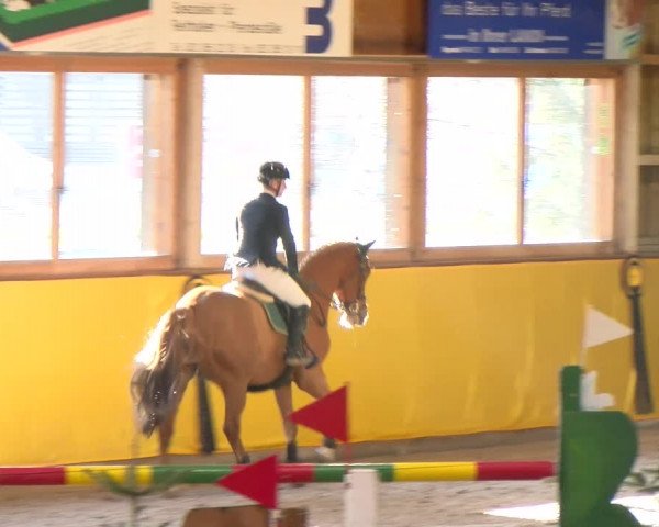 Reitturnier Dielsdorf 2023
