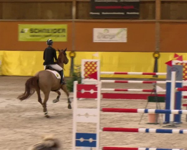 Reitturnier Dielsdorf 2023
