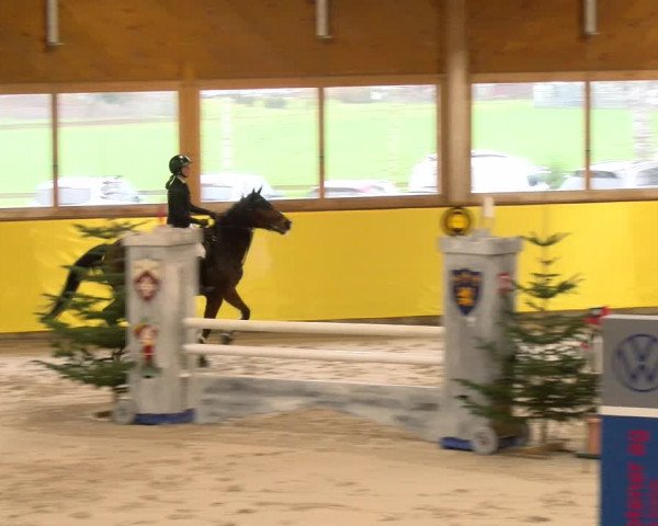 Reitturnier Dielsdorf 2023