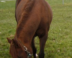 Zuchtstute Valentina (Deutsches Reitpony, 1988, von Valiant Starlight)