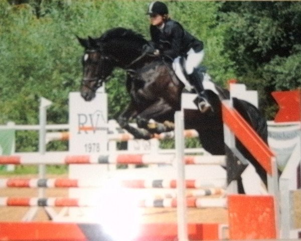 broodmare Grossina-D (Westphalian, 2002, from Grosso Z)