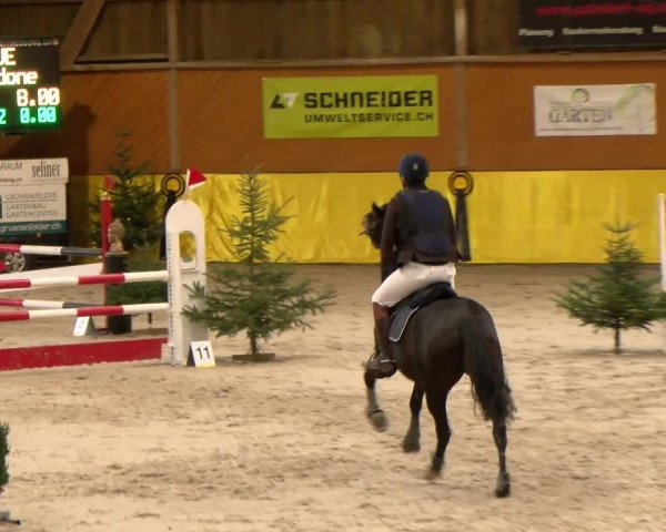 Reitturnier Dielsdorf 2023