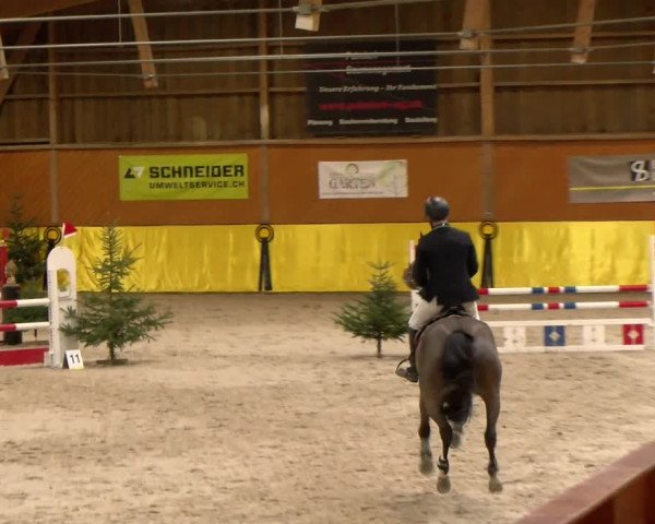 Reitturnier Dielsdorf 2023