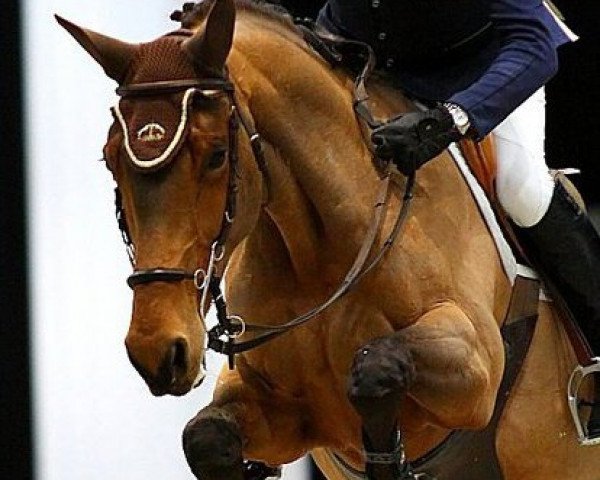 broodmare Bébé de Baloubet (Zangersheide riding horse, 2004, from Baloubet du Rouet)