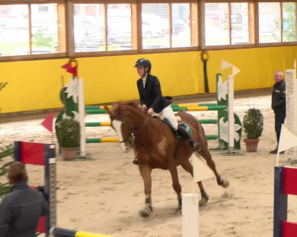 Reitturnier Dielsdorf 2023