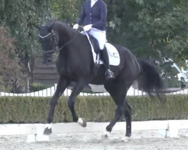 dressage horse Fighting for Darling (Oldenburg, 2018, from Frascino)