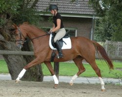 broodmare Dancia WF (Westphalian, 2007, from Dancier)