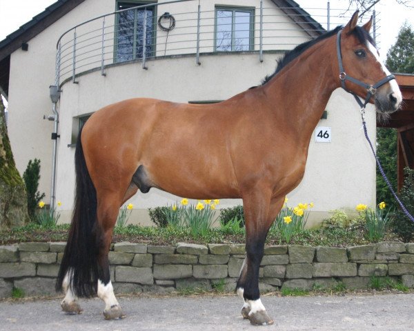 Dressurpferd Alvin (Polnisches Warmblut, 1998, von Aldi)