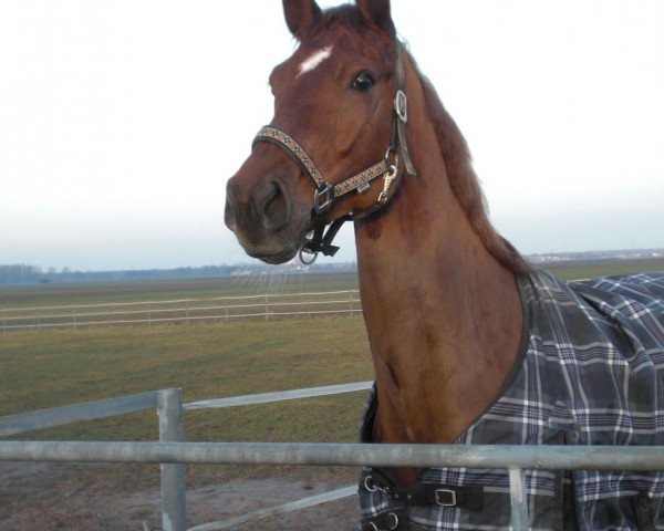 Springpferd C'est Mon amie (Holsteiner, 2005, von Catoki)