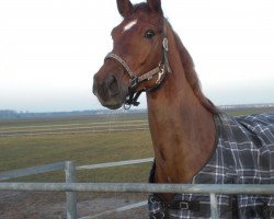 jumper C'est Mon amie (Holsteiner, 2005, from Catoki)