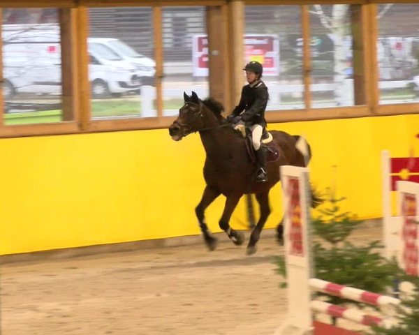 Reitturnier Dielsdorf 2023