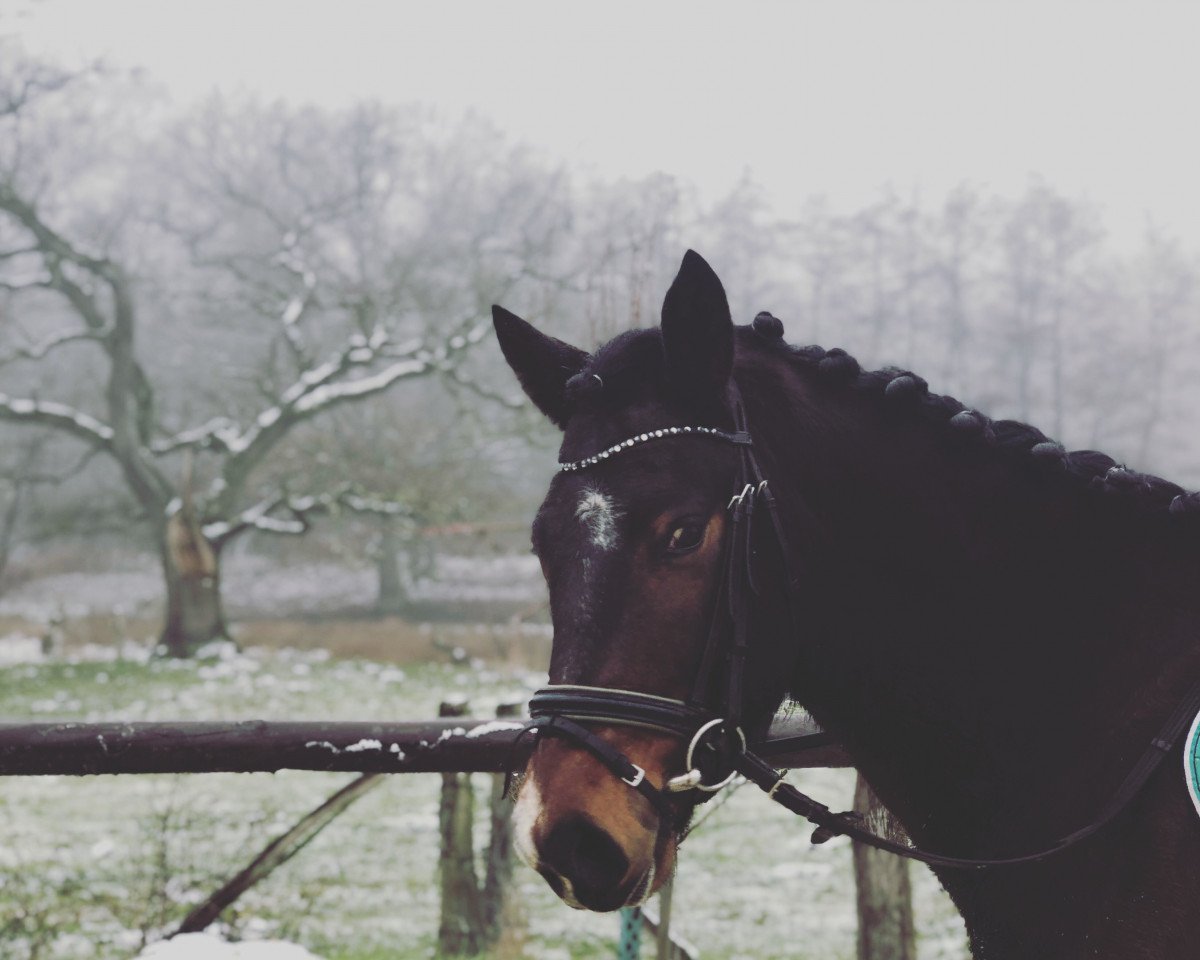 jumper Glencroft Moving Shadow (Connemara Pony, 2016, from Silver Shadow)