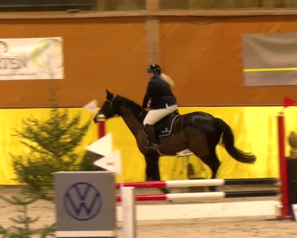Reitturnier Dielsdorf 2023