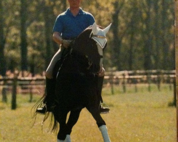 horse Hennessy (Trakehner, 1997, from Hohenstein I)