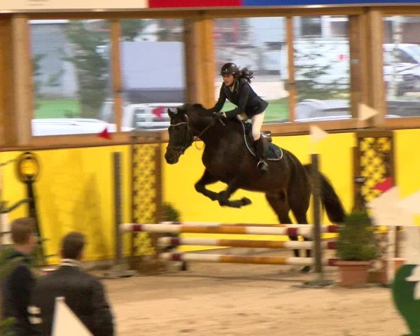 Reitturnier Dielsdorf 2023