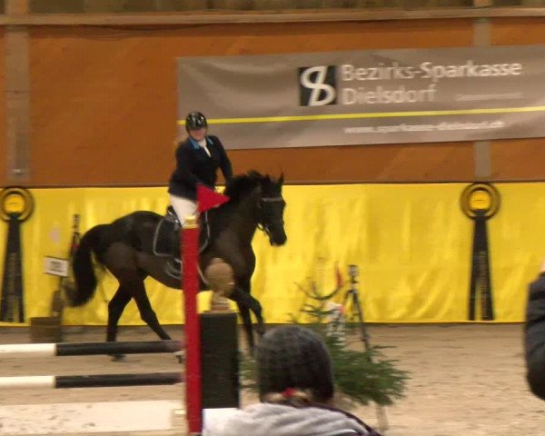 Reitturnier Dielsdorf 2023
