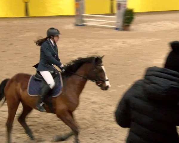 Reitturnier Dielsdorf 2023