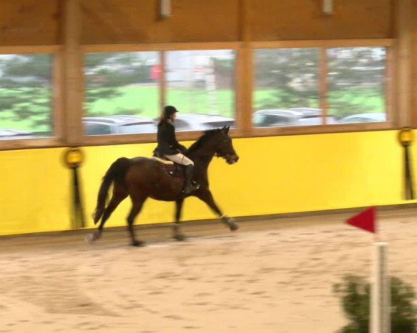 Reitturnier Dielsdorf 2023