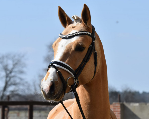 horse Golden Friday MM (German Riding Pony, 2018, from Golden West NRW)