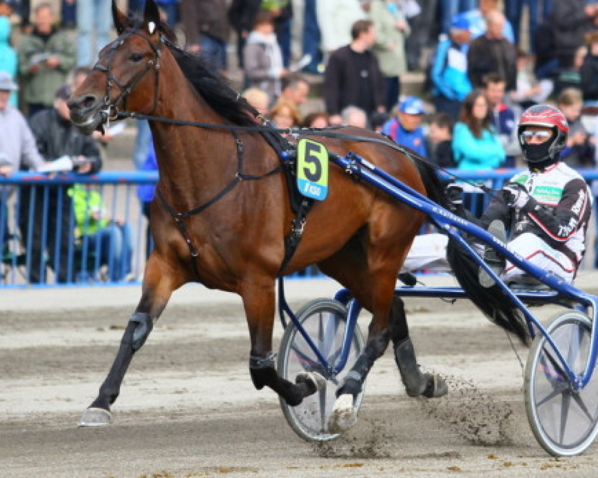 broodmare Venice (FI) (American Trotter, 2009, from Quite Easy 6B-377 (US))