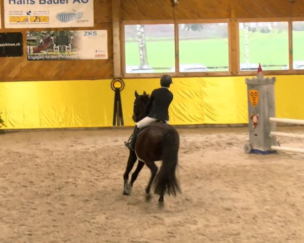 Reitturnier Dielsdorf 2023