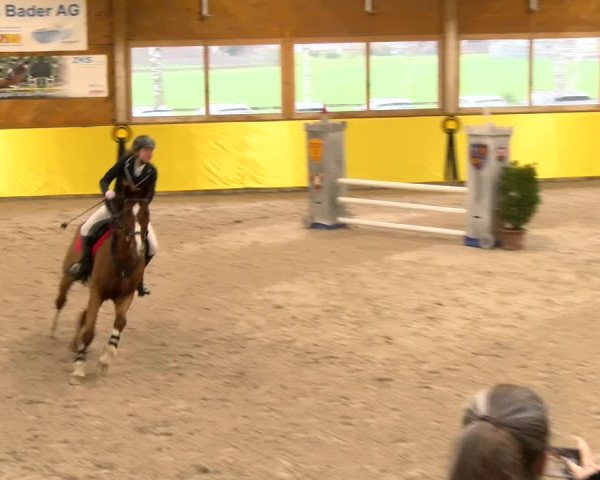 Reitturnier Dielsdorf 2023