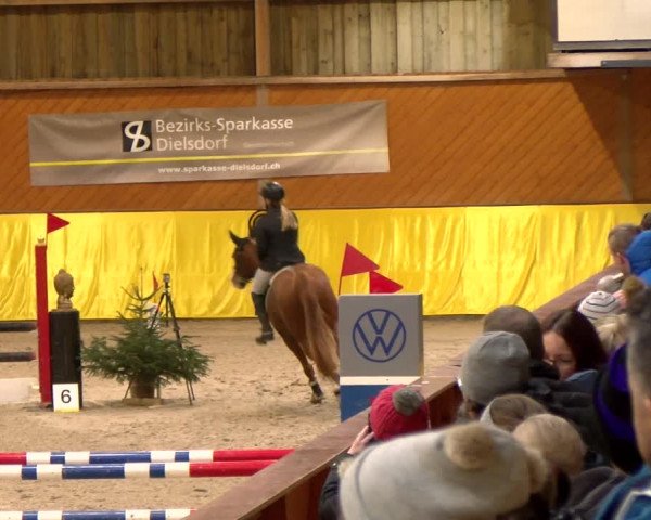 Reitturnier Dielsdorf 2023