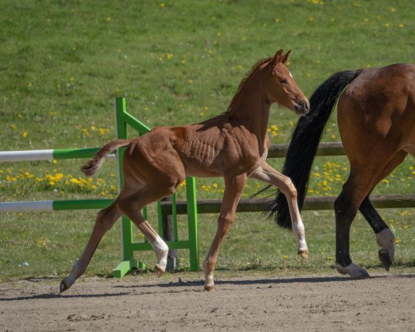 horse Hengst von Vitalis / Sandro Hit (Oldenburg, 2022, from Vitalis)