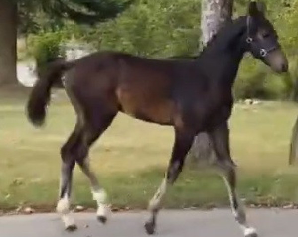 stallion Fürst Richard (Hanoverian, 2022, from Fürstbischof)