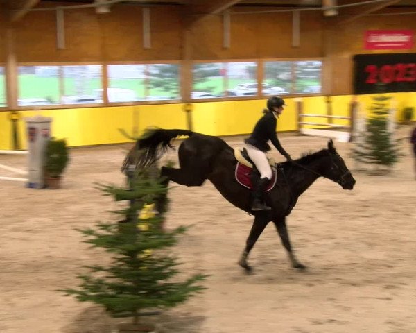 Reitturnier Dielsdorf 2023
