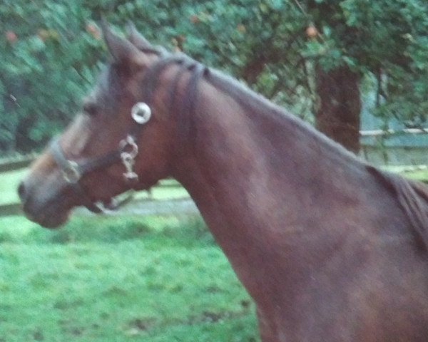 broodmare Dakila ox (Arabian purebred, 1983, from Ghavan ox)