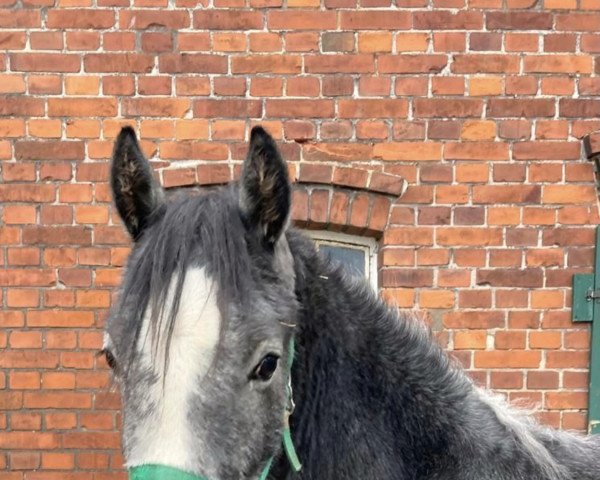 horse Wallach von Reitland’s Diamond Gold / Principal Boy (German Riding Pony, 2021, from Reitland's Diamonds Gold)