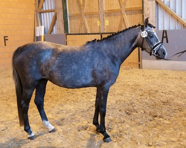 broodmare Bonita 542 (German Riding Pony, 2017, from Baumann)
