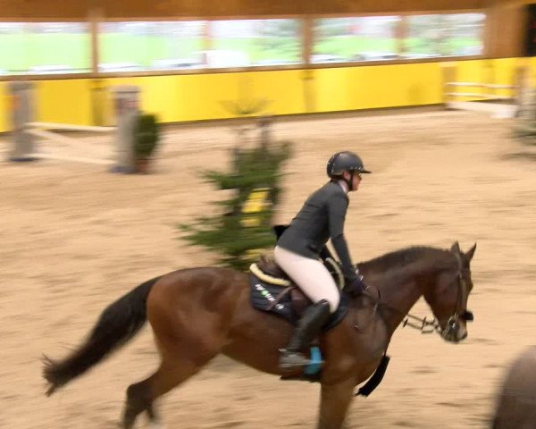 Reitturnier Dielsdorf 2023
