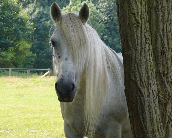 broodmare Ludworth Lilly May (Fell Pony, 1997, from Heltondale Bonzo Boy)
