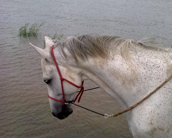horse Atshury (Trakehner,  , from Manrico)
