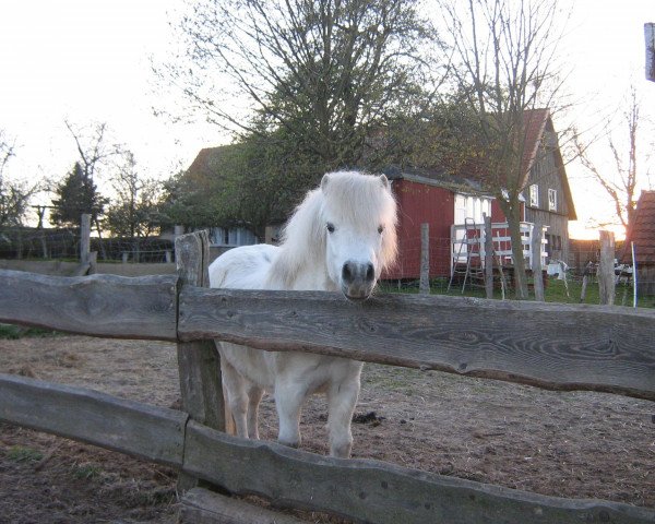 broodmare Teddy (KWPN (Royal Dutch Sporthorse), 1977, from Universal) broodmare Teddy (KWPN (Royal Dutch Sporthorse), 1977, from Universal)