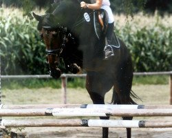 jumper Nicandro Castello (KWPN (Royal Dutch Sporthorse), 2003, from Numero Uno)