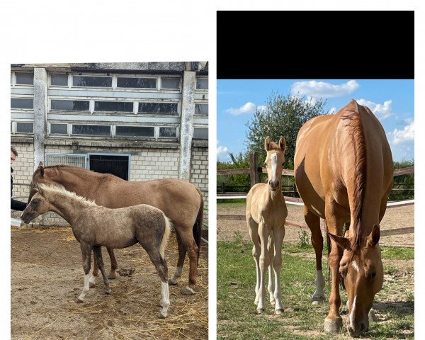 horse Dolcino MO (German Riding Pony, 2022, from Dating AT NRW)