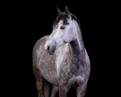 dressage horse Csinos (Hungarian Warmblood, 2013, from unbekannt)