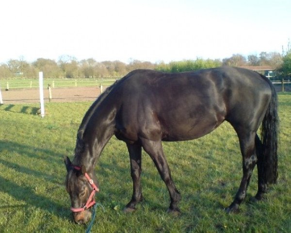 Broodmare Dark Lady (German Riding Horse, 1997, from Dark As)