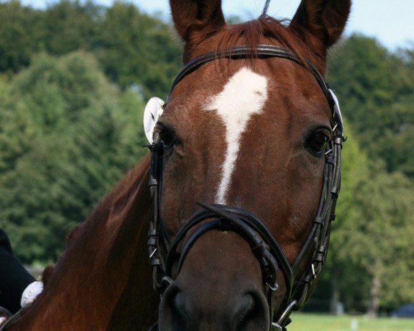 stallion Nordmann (Saxony-Anhaltiner, 1988, from Nektar) stallion Nordmann (Saxony-Anhaltiner, 1988, from Nektar)
