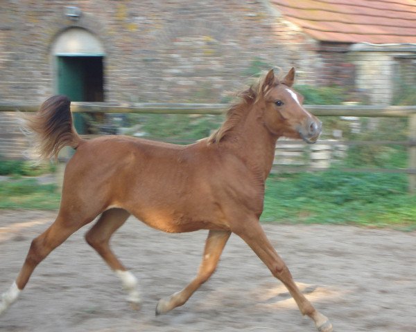 horse SK Dandolo ox (Arabian purebred, 2009, from MK Diabolo ox)
