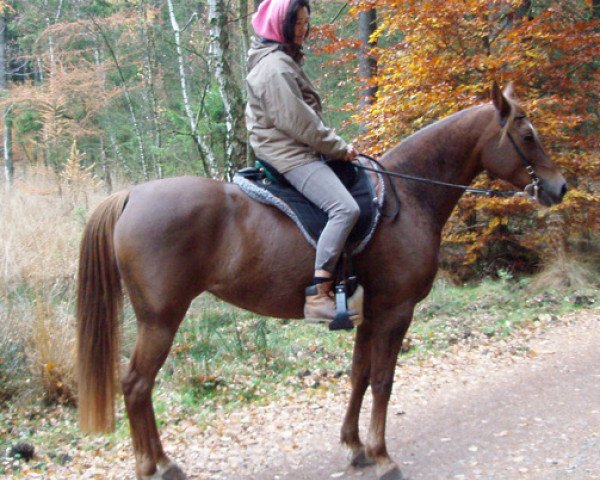 broodmare Sk Myriam (Arabian purebred, 2000, from Razaal ox)