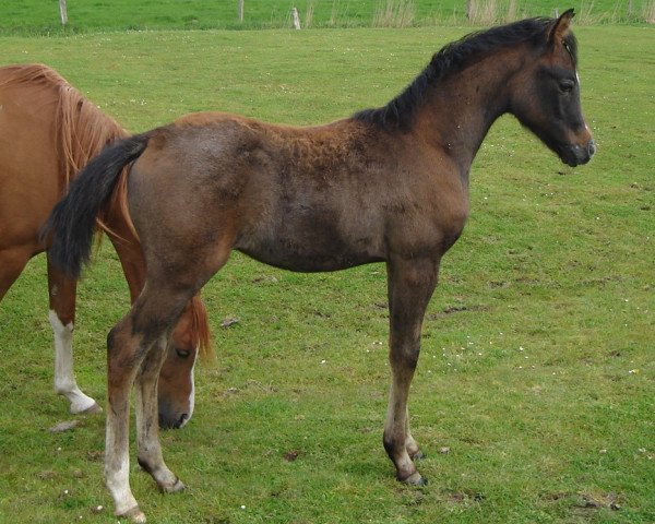 horse SK Devolo ox (Arabian purebred, 2010, from MK Diabolo ox)