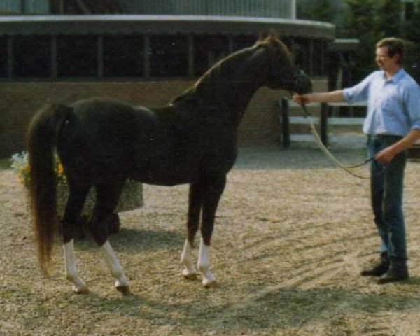 stallion Bajadere ox (Arabian purebred, 1980, from Mufaq ox)