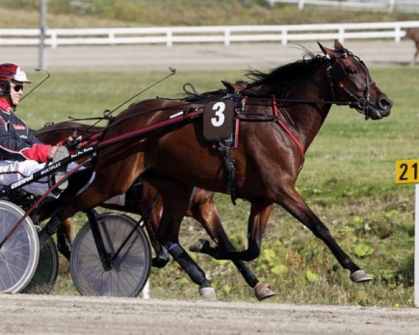 broodmare Be My Luxx 07-1141 (American Trotter, 2007, from S.J.'s Photo US-J-4013)
