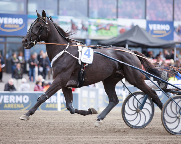 Pferd Hotshot Luca (FI) (Amerikanischer Traber, 2014, von Dream Vacation SF-395 (US)) Pferd Hotshot Luca (FI) (Amerikanischer Traber, 2014, von Dream Vacation SF-395 (US))