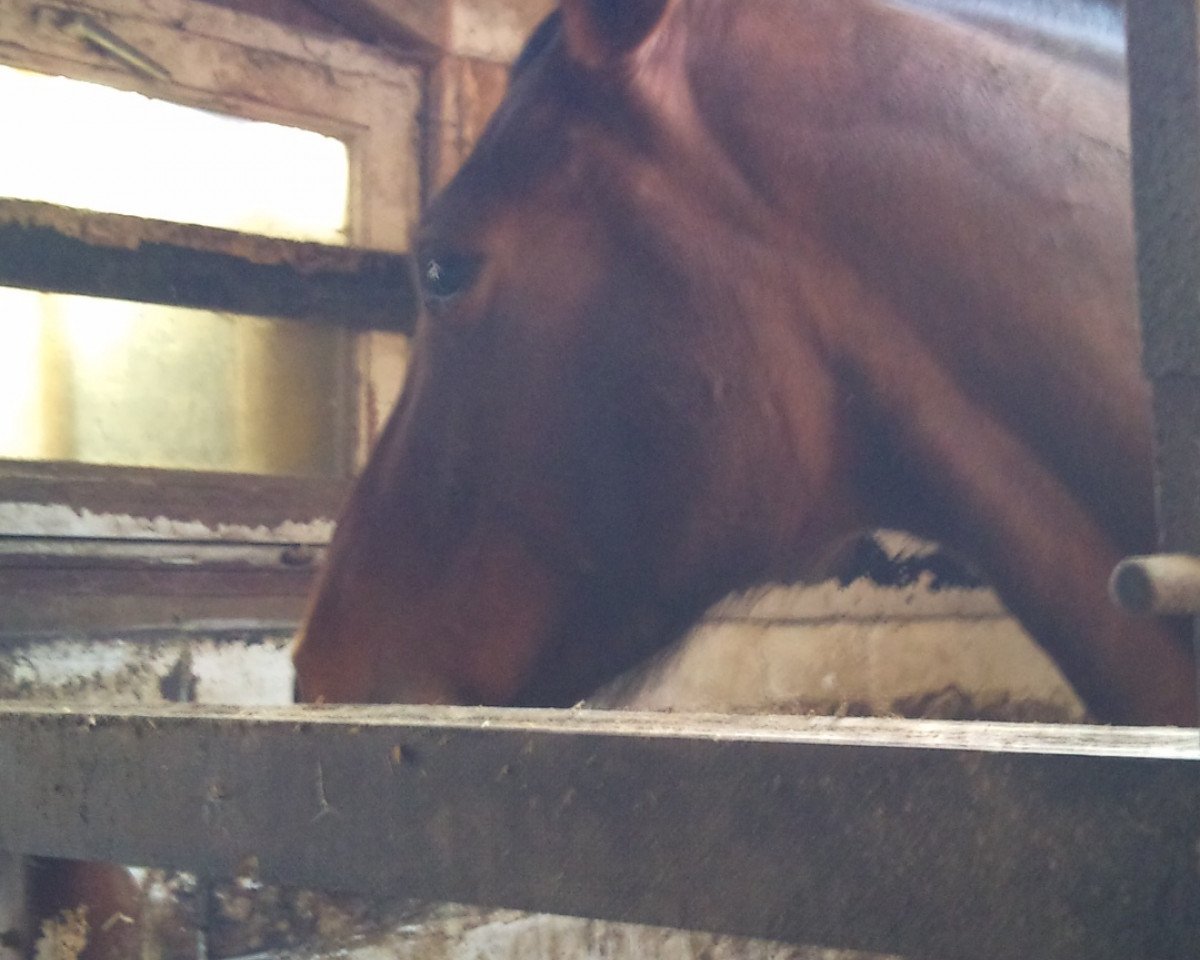 Springpferd A Little Dream K (Westfale, 2005, von Aquindo)