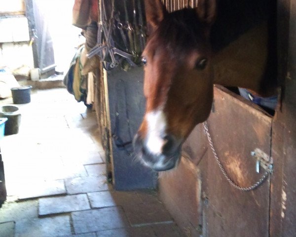 broodmare Ramona F. (Westphalian, 2004, from Riccione)